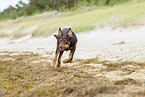 young Australian Kelpie