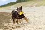 young Australian Kelpie