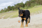 adult Australian Kelpie