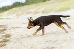 young Australian Kelpie