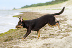 young Australian Kelpie