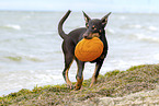 young Australian Kelpie