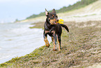 young Australian Kelpie