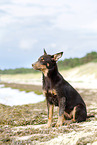 young Australian Kelpie