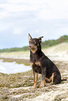 young Australian Kelpie