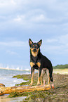 adult Australian Kelpie