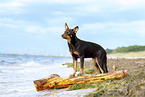 young Australian Kelpie