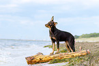 young Australian Kelpie