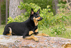 adult Australian Kelpie