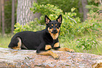 adult Australian Kelpie