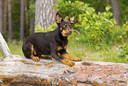 young Australian Kelpie