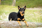 adult Australian Kelpie