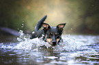 Australian Kelpie