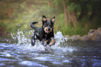 Australian Kelpie