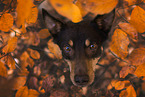 Australian Kelpie