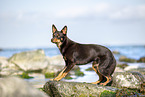 Australian Kelpie