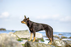 Australian Kelpie