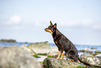 Australian Kelpie