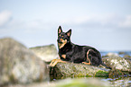 Australian Kelpie