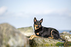 Australian Kelpie