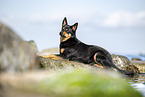 Australian Kelpie