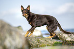 Australian Kelpie