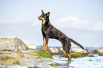 Australian Kelpie