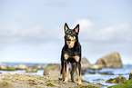 Australian Kelpie