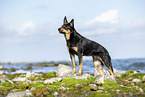 Australian Kelpie