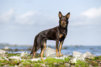 Australian Kelpie