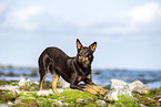 Australian Kelpie