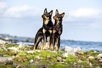 Australian Kelpies