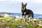 Australian Kelpie