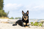 Australian Kelpie