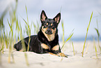 Australian Kelpie