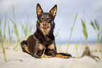 Australian Kelpie