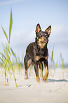 Australian Kelpie