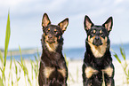 Australian Kelpies