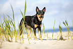 Australian Kelpie