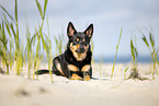 Australian Kelpie