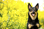 Australian Kelpie