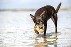 Australian Kelpie