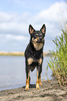 Australian Kelpie