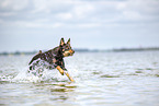 Australian Kelpie