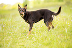 Australian Kelpie