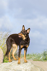 Australian Kelpie