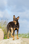 Australian Kelpie