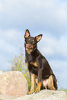 Australian Kelpie