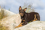 Australian Kelpie