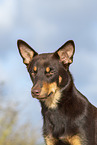 Australian Kelpie